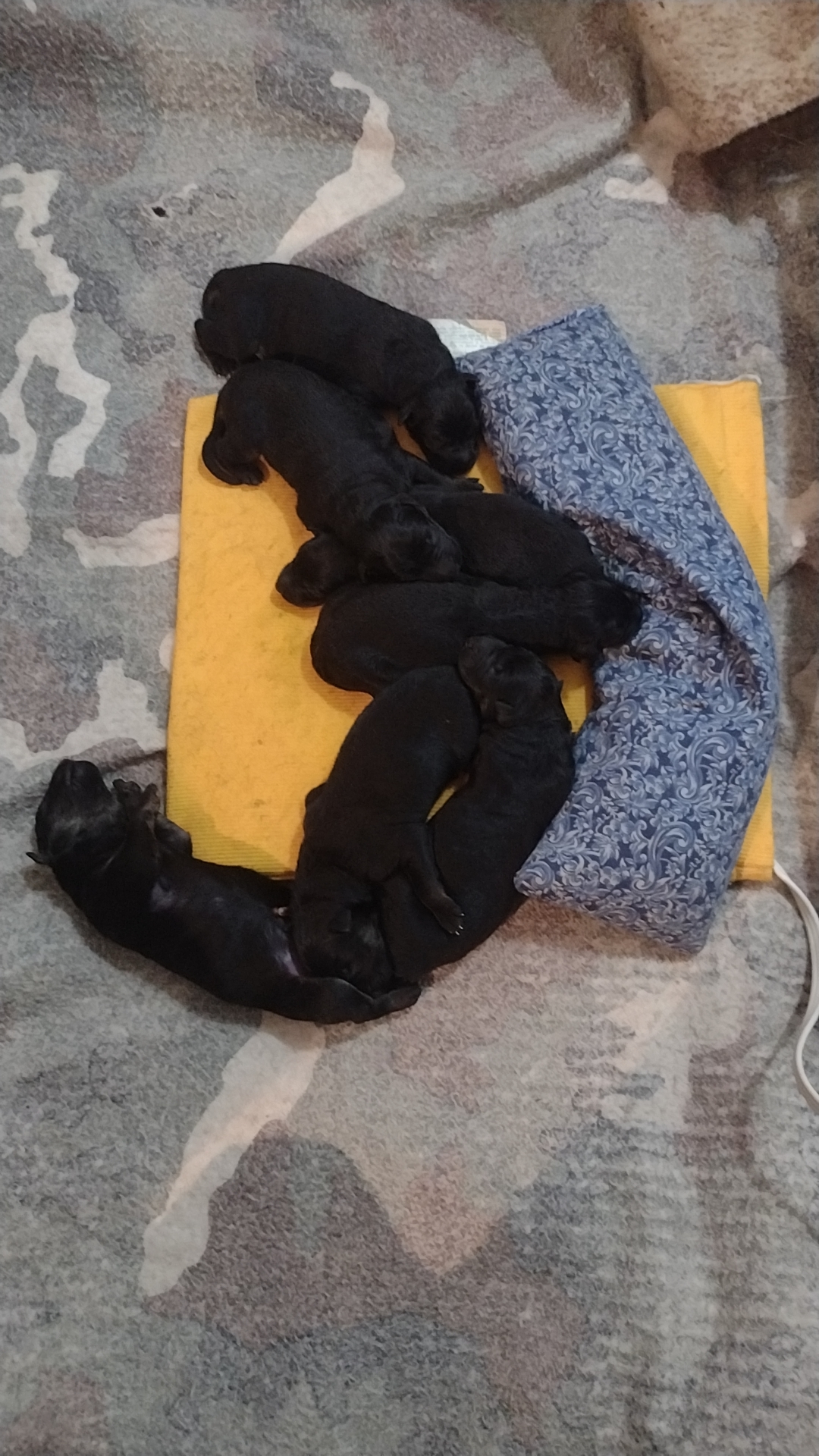 Bohemian Shepherd Puppies