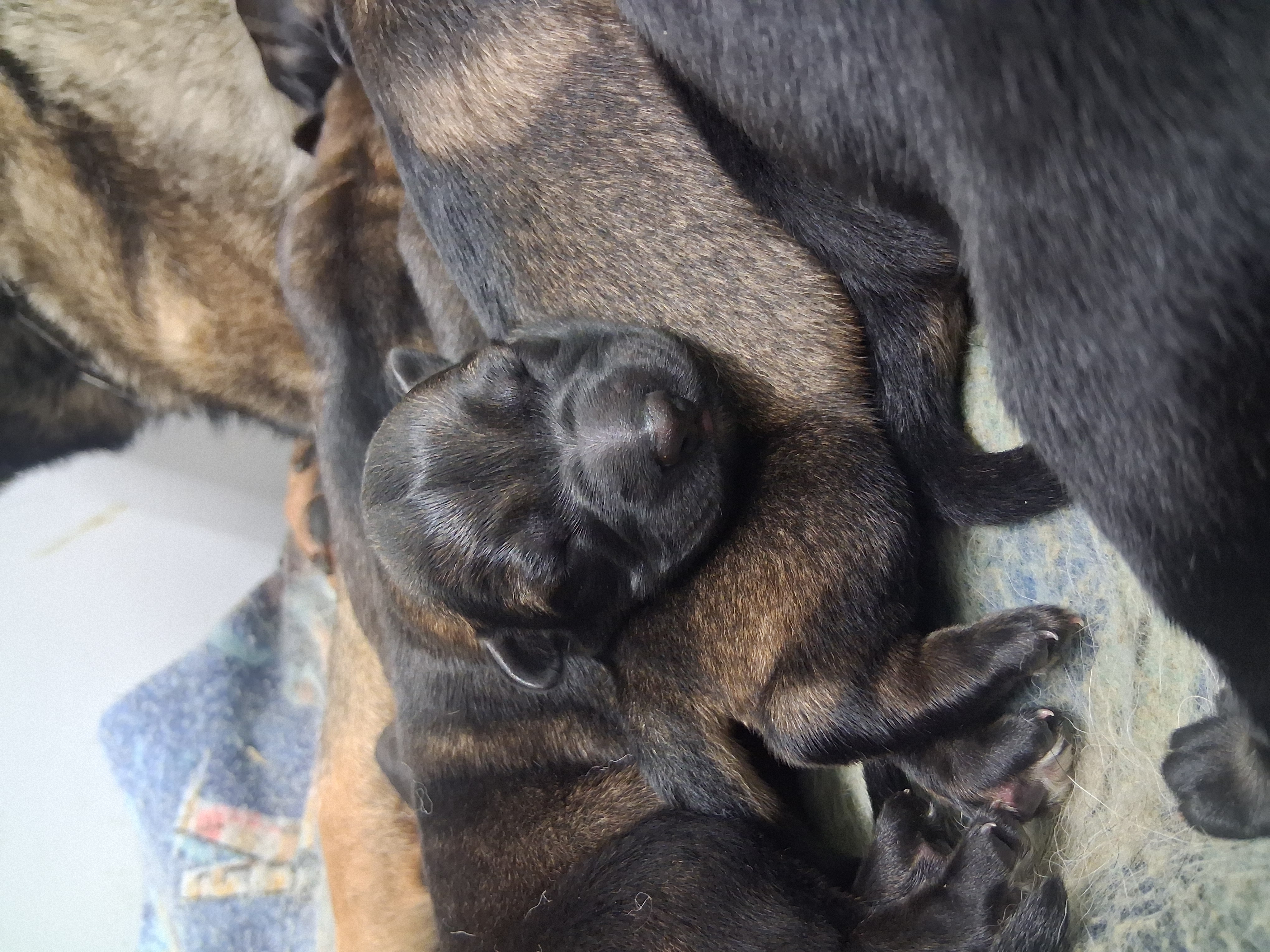 German Shepherd Puppies